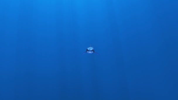 Shark — Stock Video