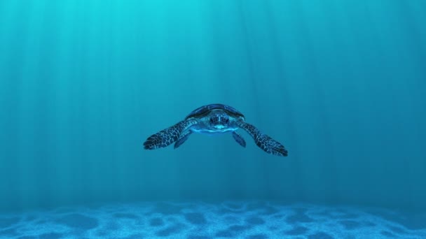 Sea turtle — Stock Video