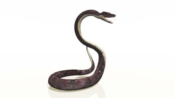 Serpiente — Vídeos de Stock