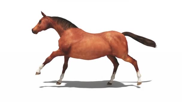 cheval