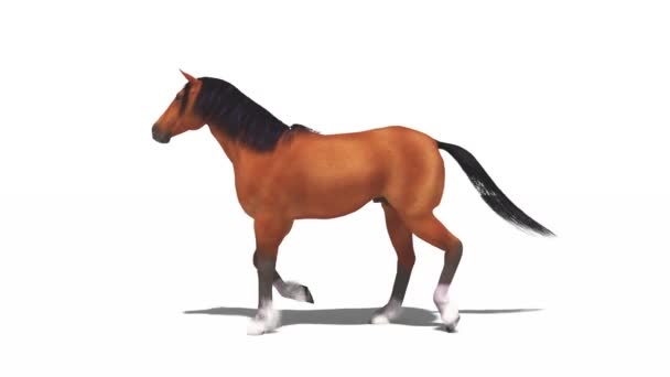 Häst — Stockvideo