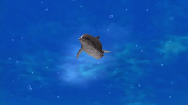 海豚 — 图库视频影像