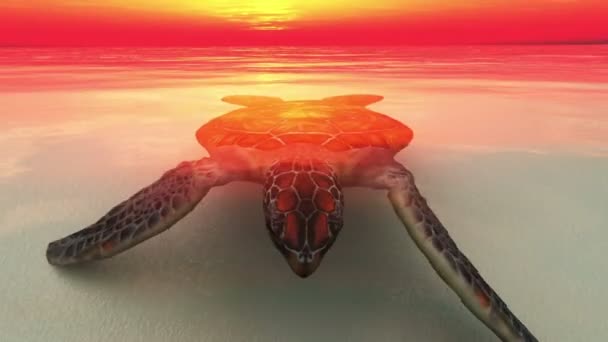 海龟 — 图库视频影像