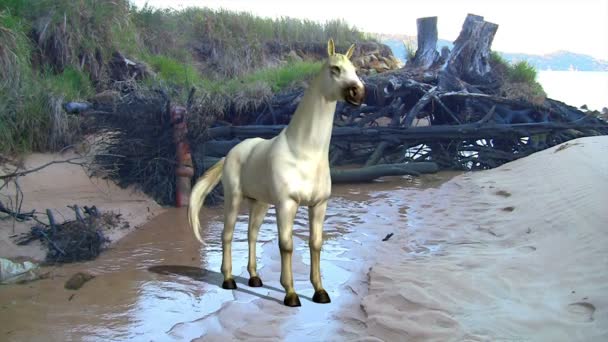 Biały koń w przyrodzie — Wideo stockowe
