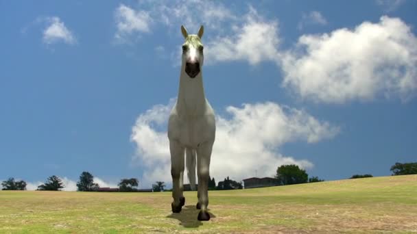 Caballo blanco en la naturaleza — Vídeos de Stock