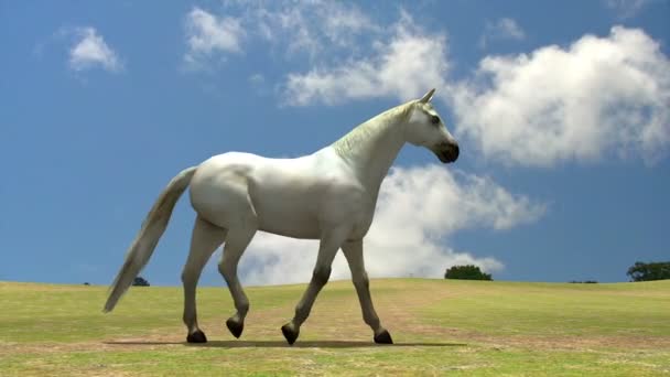 Caballo blanco en la naturaleza — Vídeo de stock