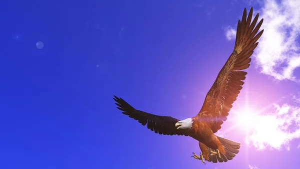 Aquila calva — Foto Stock