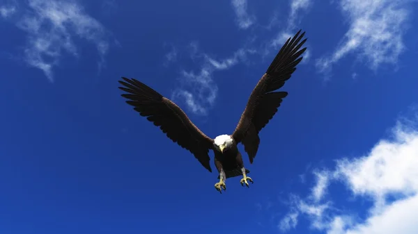 Weißkopfadler — Stockfoto