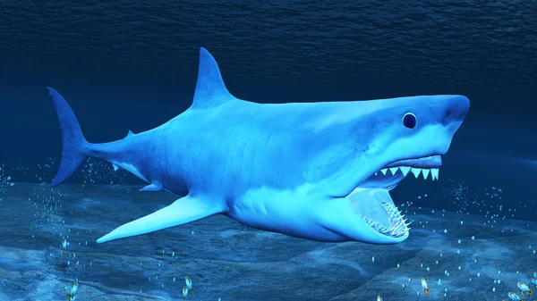 Shark — Stock Photo, Image
