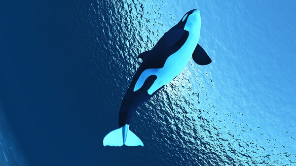 Killer whale