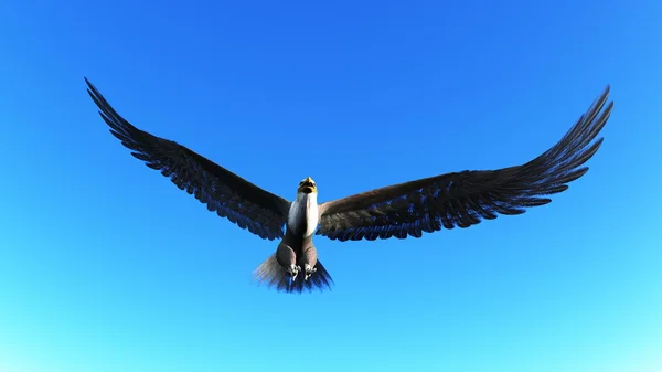 Kungsörn — Stockfoto