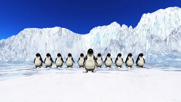 Pingouin — Photo