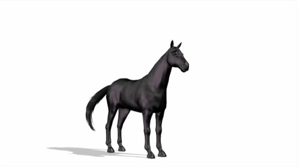 Cavalo — Vídeo de Stock