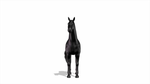 Horse — Stock Video