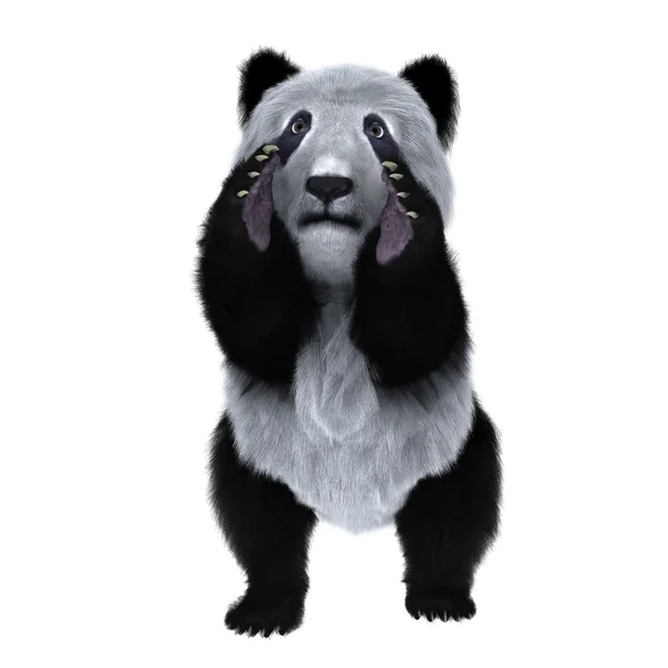 Panda — Zdjęcie stockowe