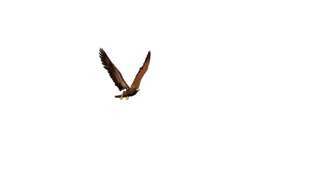 Лысый орлан — стоковое видео