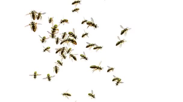 Svärm av bin — Stockvideo