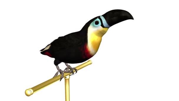 巨嘴鸟 — 图库视频影像