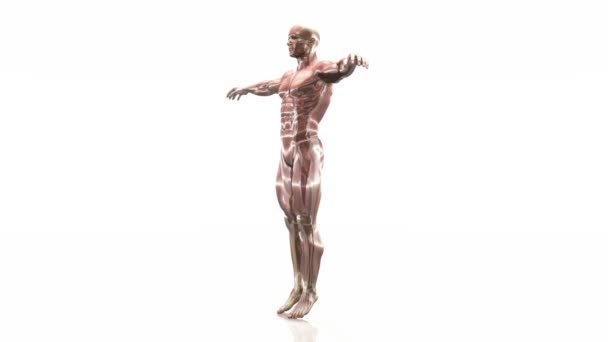 Людського тіла — стокове відео