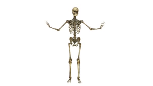 Esqueleto — Vídeo de Stock