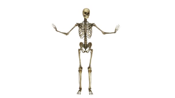 Skeleton — Stock Video © TsuneoMP #74388925 Skeleton — Stock Video © TsuneoMP #74388925