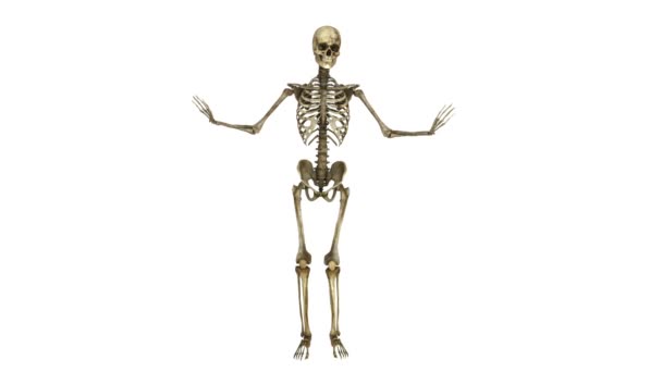 Squelette — Video