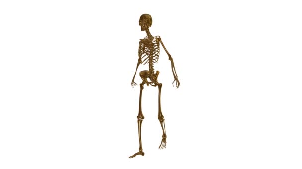 Skelett — Stockvideo