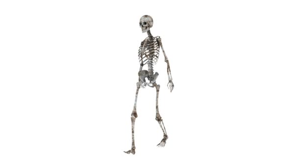 Skelett — Stockvideo