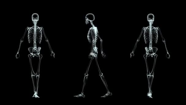 Скелет — стокове відео