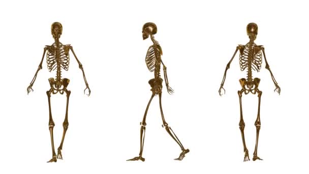 Esqueleto — Vídeos de Stock