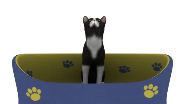 Černá a bílá kočka — Stock video