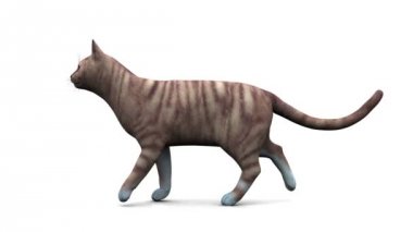 yürüyen kedi
