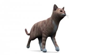 yürüyen kedi
