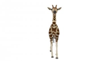 Zürafa