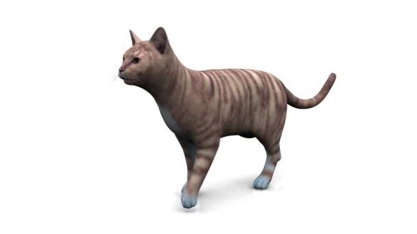 Chat marchant 
