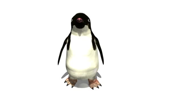 企鹅 — 图库视频影像