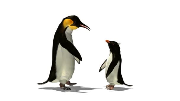 Pingwin — Wideo stockowe