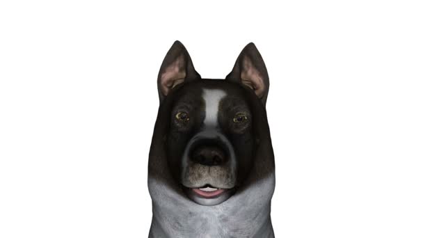 Visage de chien 