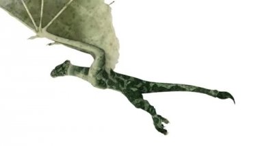 ejderha