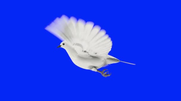 Weiße Taube — Stockvideo