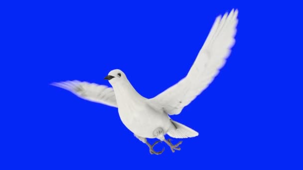 Weiße Taube — Stockvideo