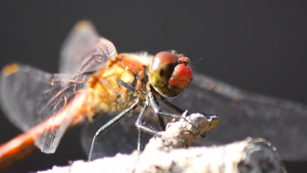 蜻蜓 — 图库视频影像