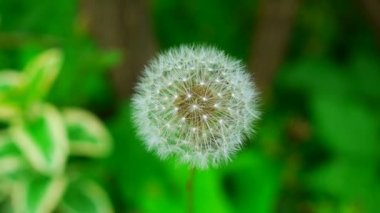 karahindiba tohumları