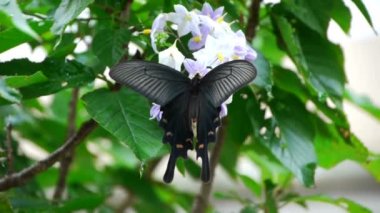 Kırlangıç Kelebek