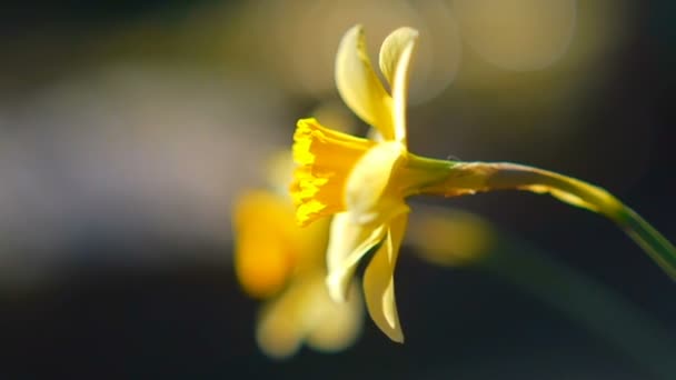 Narciso — Vídeo de stock