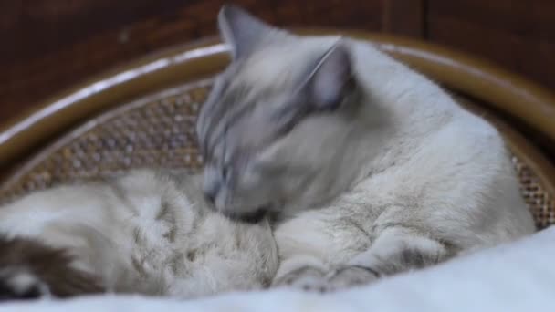 Кошка в доме — стоковое видео