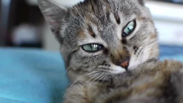 Кіт в будинку — стокове відео