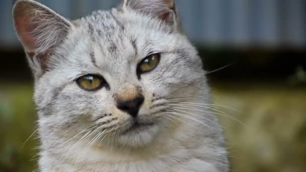 Gato en el jardín — Vídeos de Stock