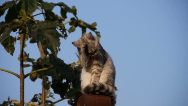 Gato en el jardín — Vídeo de stock