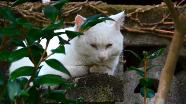 Kot w ogrodzie — Wideo stockowe